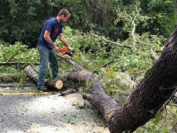 Best Tree Preservation Services  in Rushford, MN