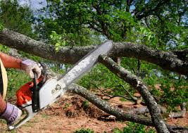 Best Utility Line Clearance  in Rushford, MN