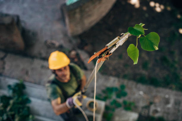 Best Arborist Consultation Services  in Rushford, MN